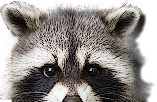 racoon